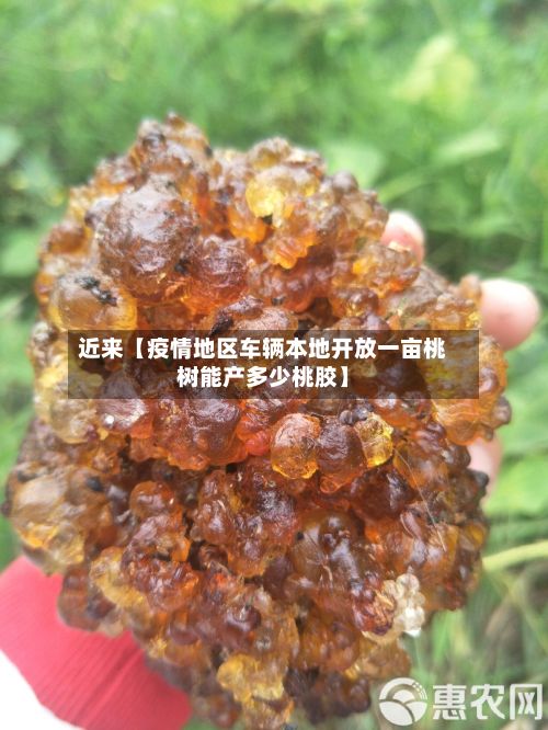 近来【疫情地区车辆本地开放一亩桃树能产多少桃胶】-第2张图片