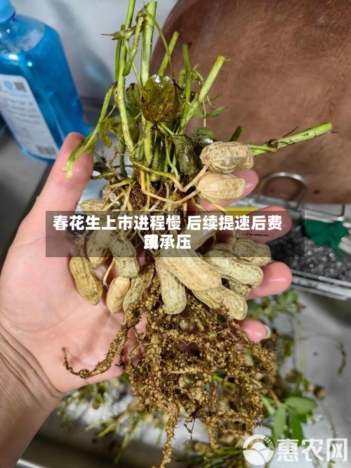 春花生上市进程慢 后续提速后费用
或承压-第3张图片