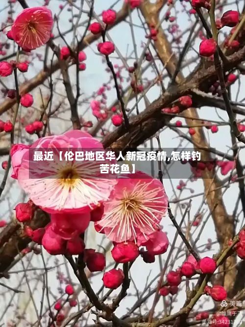 最近【伦巴地区华人新冠疫情,怎样钓苦花鱼】